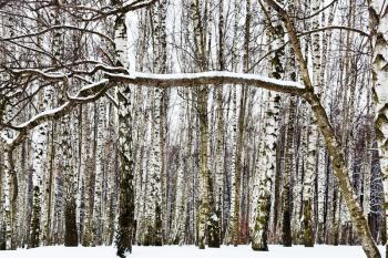 snow covered branch and birch woods in winter