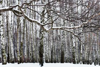 snow covered branch and birch forest in winter
