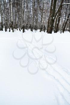 ski tracks on the edge of birch forest in winter