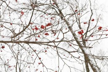 frozen bunches of red rowan berry on tree in winter