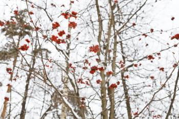 frozen red rowan berry on tree in winter