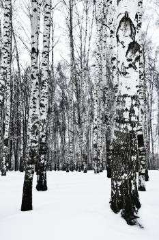 bare tree trunks in birch forest in snow winter