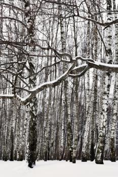 snow covered branch and birch grove in winter