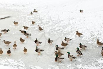 flock of ducks on ice in frozen river in cold winter day