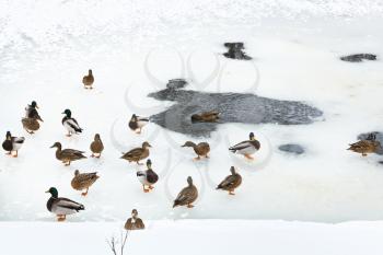 flock of ducks near ice hole in frozen river in cold winter day