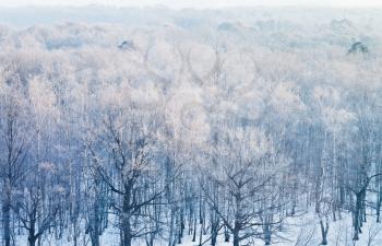above view on frozen woods in cold winter morning