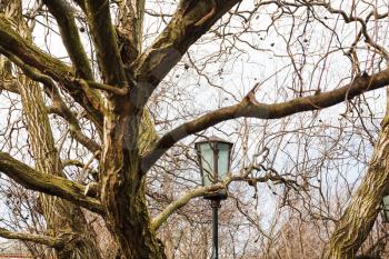 outdoor lantern between branches of bare willow tree in early spring day