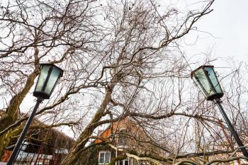 outdoor lanterns between branches of bare willow tree in country house yard in spring day