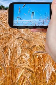 travel concept - tourist taking photo of ripe wheat field on mobile gadget in France