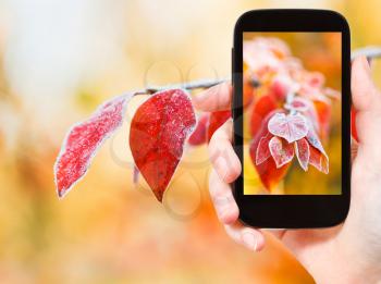 travel concept - tourist taking photo of red frozen leaves in autumn forest on mobile gadget