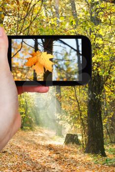 travel concept - tourist taking photo of maple leaf in autumn forest on mobile gadget