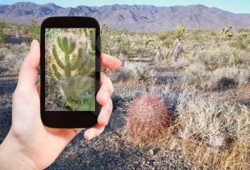 travel concept - tourist shooting photo of cactus in Mojave Desert on mobile gadget, USA