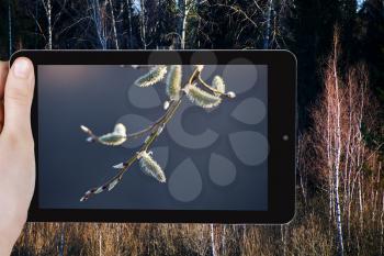 travel concept - tourist taking photo of willow catkins on twig close up in spring forest on mobile gadget