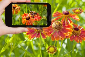 travel concept - tourist taking photo of honey bee collecting nectar from gaillardia flower close up in summer on mobile gadget