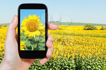travel concept - tourist taking photo sunflower fileld under blue sky on mobile gadget