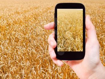 travel concept - tourist taking photo of ripe wheat field on mobile gadget on Kuban