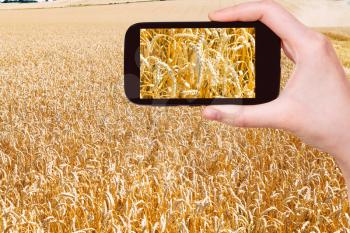 travel concept - tourist taking photo of ears of ripe wheat field on mobile gadget on Kuban