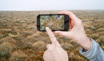 travel concept - tourist taking photo of plant in Arctic tundra, Siberia, Chukotka on mobile gadget Russia