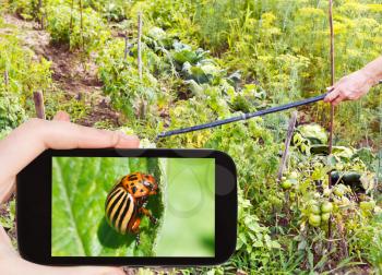 garden concept - man taking photo of spraying of pesticide on colorado potato beetle on mobile gadget in garden