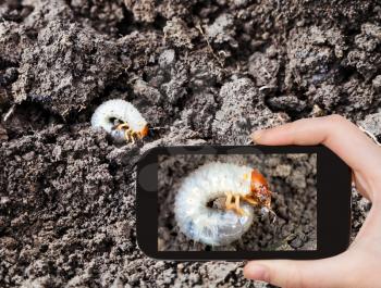 garden concept - man taking photo of white grub of cockchafer on ground on mobile gadget in soil