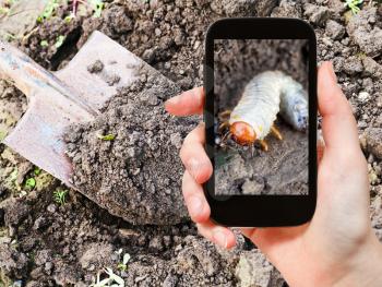 garden concept - man taking photo of white larva of cockchafer on ground on mobile gadget in garden