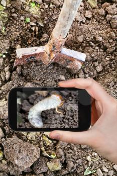 garden concept - man taking photo of white caterpillar of cockchafer on ground on mobile gadget in garden