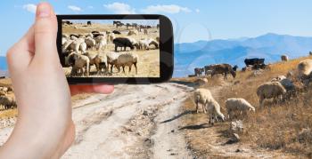 travel concept - tourist takes picture of flock of sheep grazing on autumn grass in mountain Armenia on smartphone,