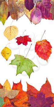 many fallen autumn leaves isolated on white background