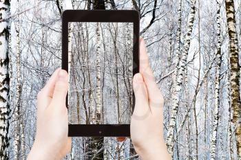 travel concept - tourist takes picture of oak and birch trunks in winter forest on smartphone,