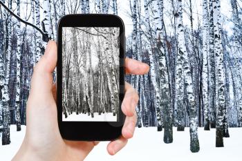 travel concept - tourist takes picture of snowy birch grove in cold winter day on smartphone,