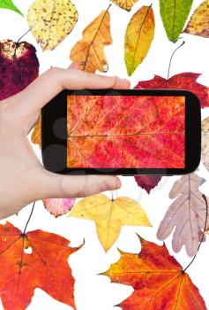 photographing flower concept - tourist takes picture of fallen autumn leaves on smartphone,