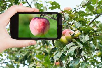travel concept - tourist takes picture of ripe pink apple in fruit orchard in summer on smartphone,