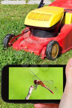 travel concept - tourist takes picture of red dragonfly on backyard in summer day on smartphone,