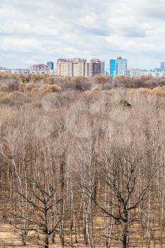 bare trees in forest and urban houses in sunny spring day