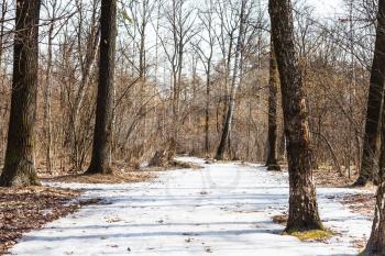 bare trees and frozen ice path in spring forest
