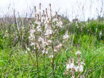 white asphodel flowers at green meadow in spring, Sicily, Italy