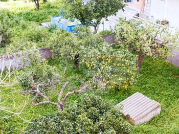 above view of lemon tree in backyard of urban house in Gaggi town, Sicily, in spring
