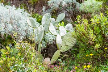 bush, opuntia cactus, wild flowers in Sicily mountain in spring