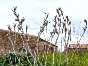 dried thornbush close up in abandoned garden in spring, Sicily, Italy