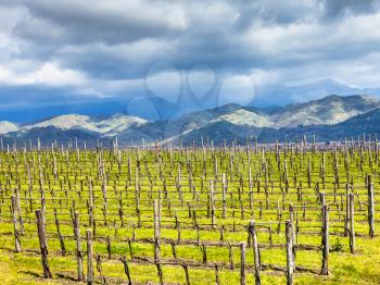 empty vineyard in Etna winemaking region in spring, Sicily, Italy