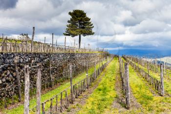 empty vineyard in Etna agrarianl region in spring, Sicily, Italy
