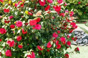 camellia bush with red flowers in sunny spring day, Sicily