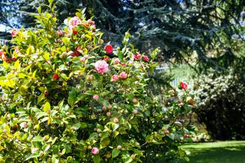 pink and white blossom on camellia bush in sunny spring day, Sicily
