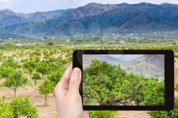 travel concept - tourist takes picture of tangerine trees in mountain garden in Sicily on tablet pc