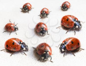 set of ladybugs after hibernation in spring indoor close up