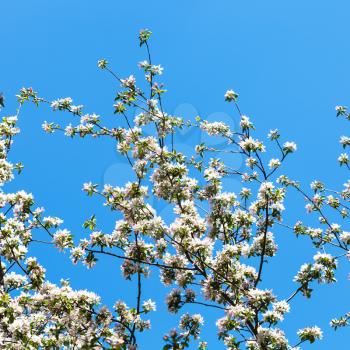 branches of blossoming apple tree with blue spring sky background