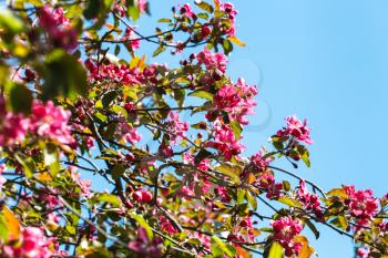 branches of pink blossoming apple tree with blue spring sky background