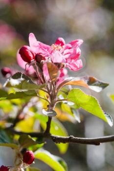pink flower on flowering apple tree close up in spring