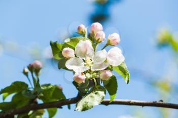 flower on flowering apple tree close up in spring with blue sky background