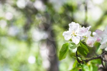 flower on blossoming apple tree close up in spring with green forest background
